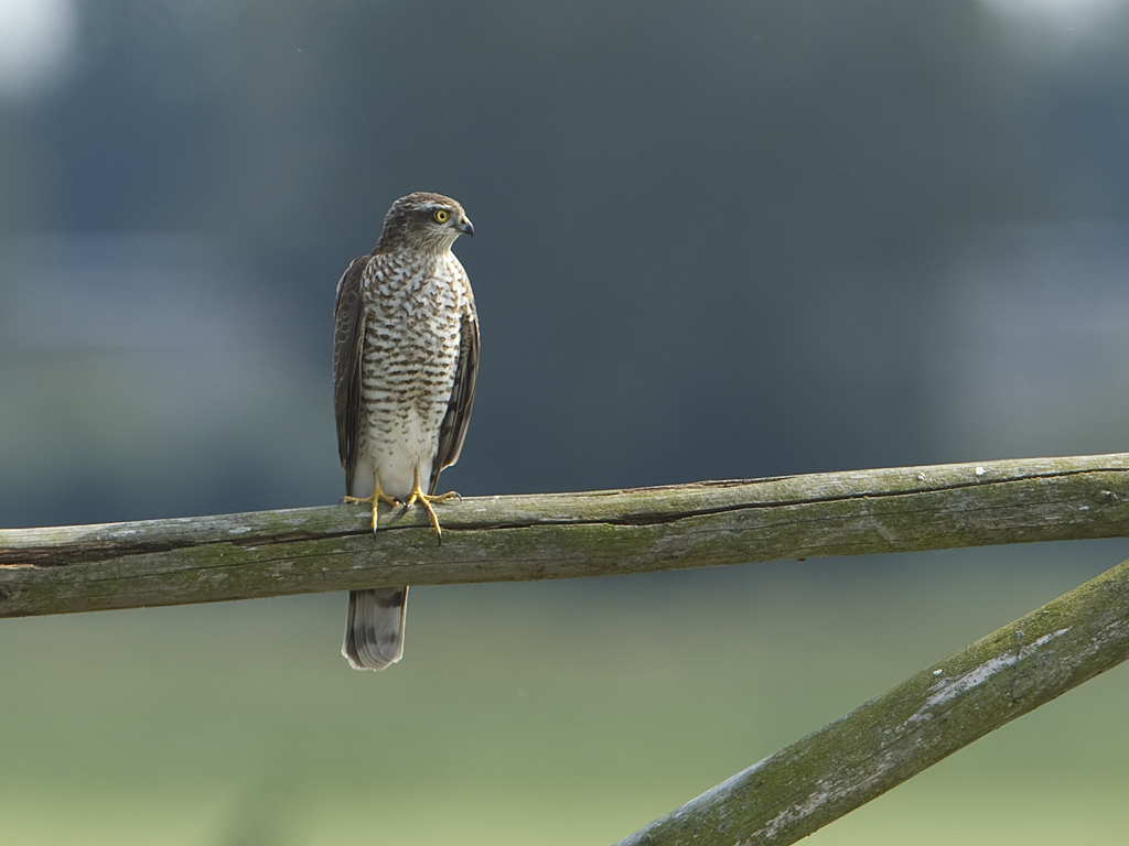 Accipiter gentilis Northern Goshawk Havik